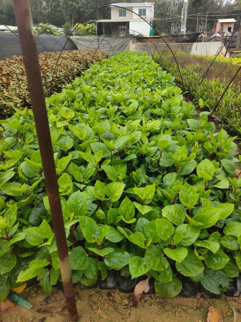 重瓣扶桑福建漳州重瓣扶桑朱槿黄花粉花大红花基地直销