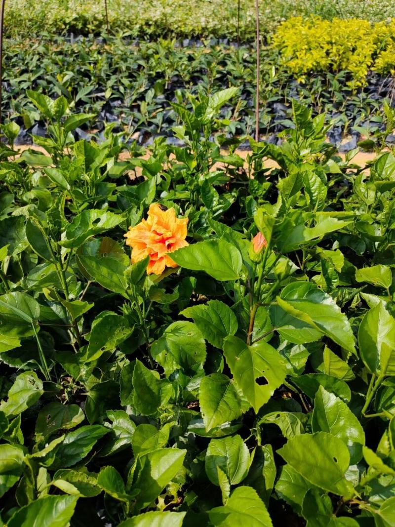 重瓣扶桑福建漳州重瓣扶桑朱槿黄花粉花大红花基地直销