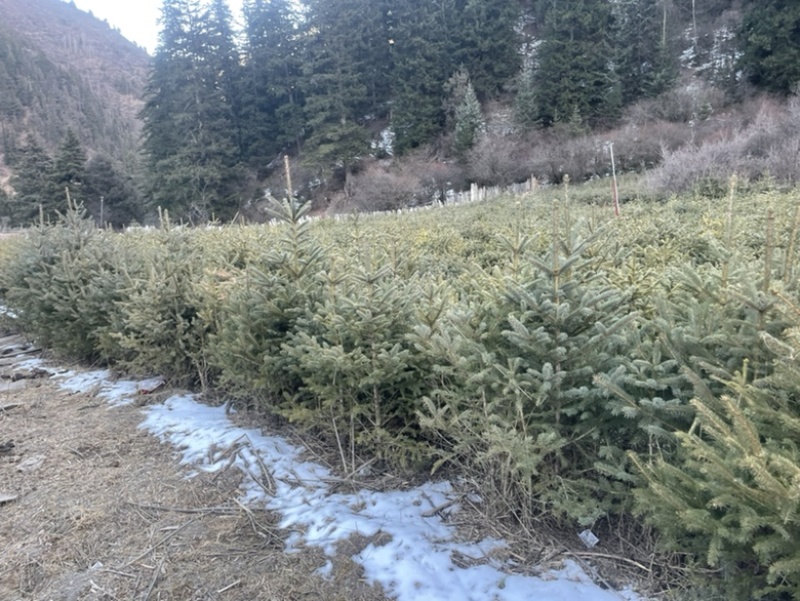 云杉树苗杯苗