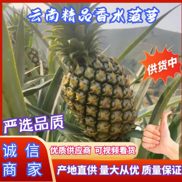 菠萝香水菠萝香水菠萝产地代办欢迎大家来联系我