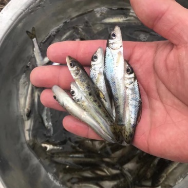 花骨鱼，激浪鱼