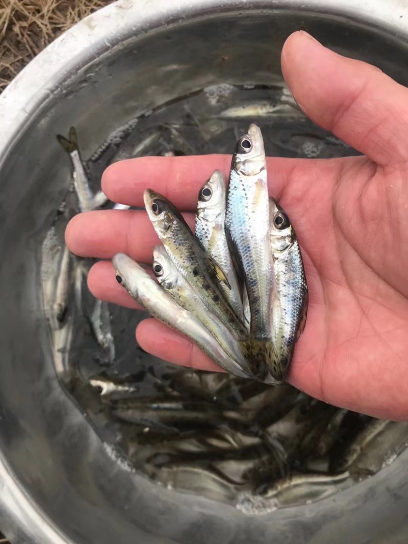 花骨鱼，激浪鱼