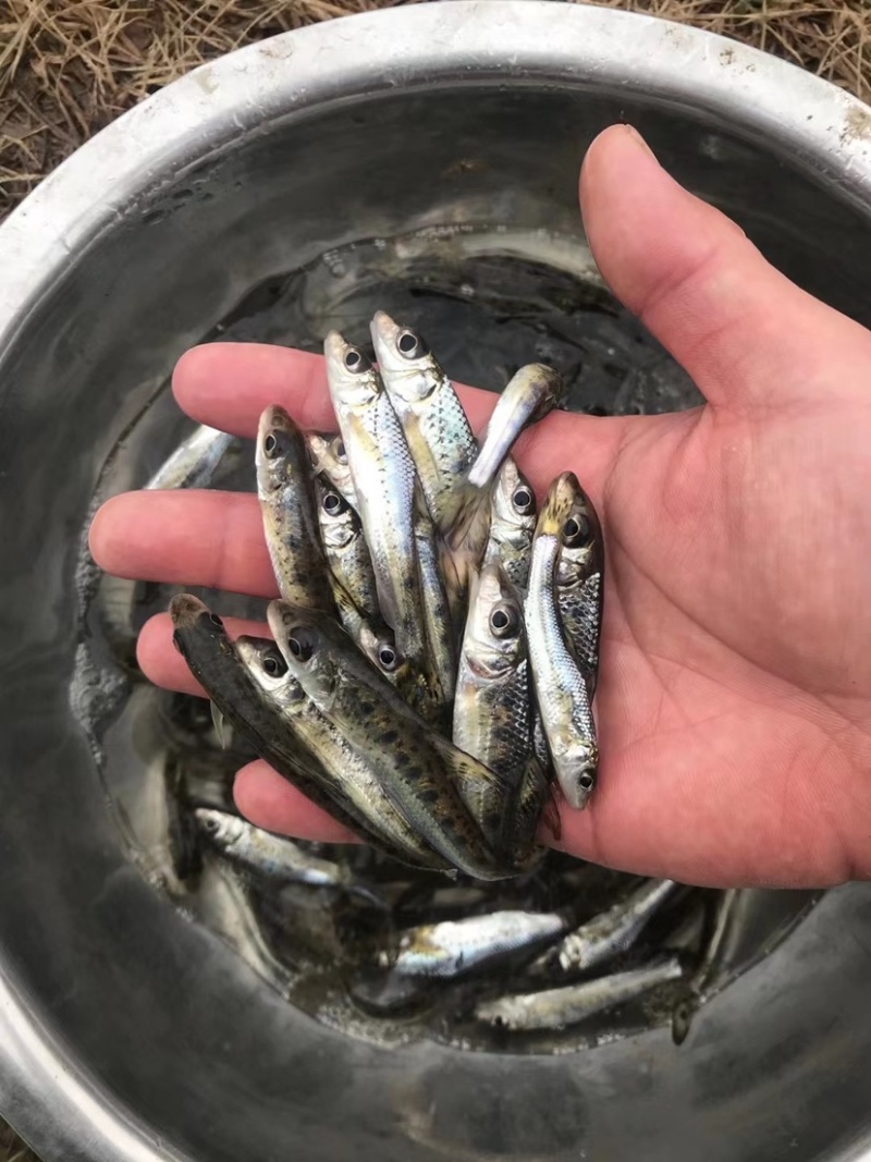 花骨鱼，激浪鱼