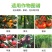地菌20%乙酸铜苗期猝倒病立枯病根腐病土壤消毒杀菌剂