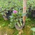 长春花福建漳州长春花日日春基地直销大量供应出售