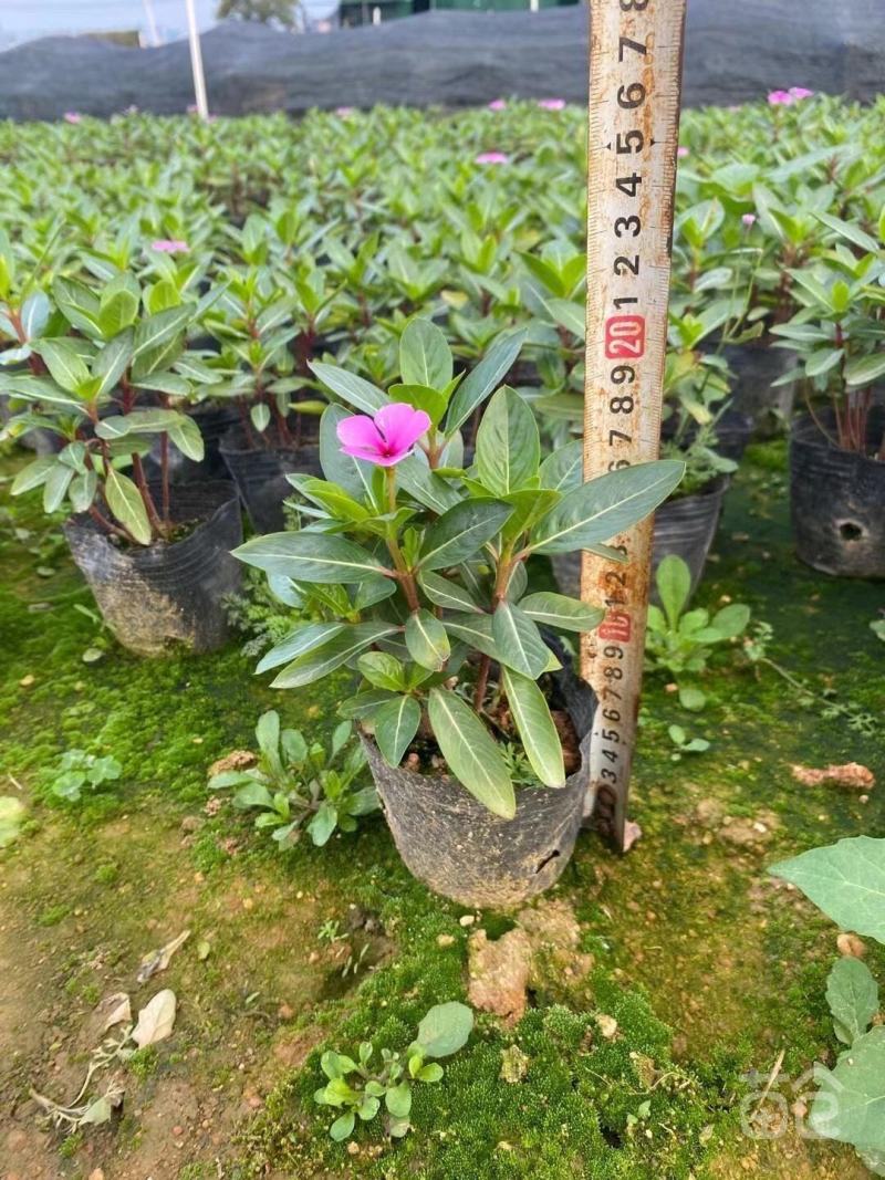 长春花福建漳州长春花日日春基地直销大量供应出售