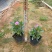 长春花福建漳州长春花日日春基地直销大量供应出售