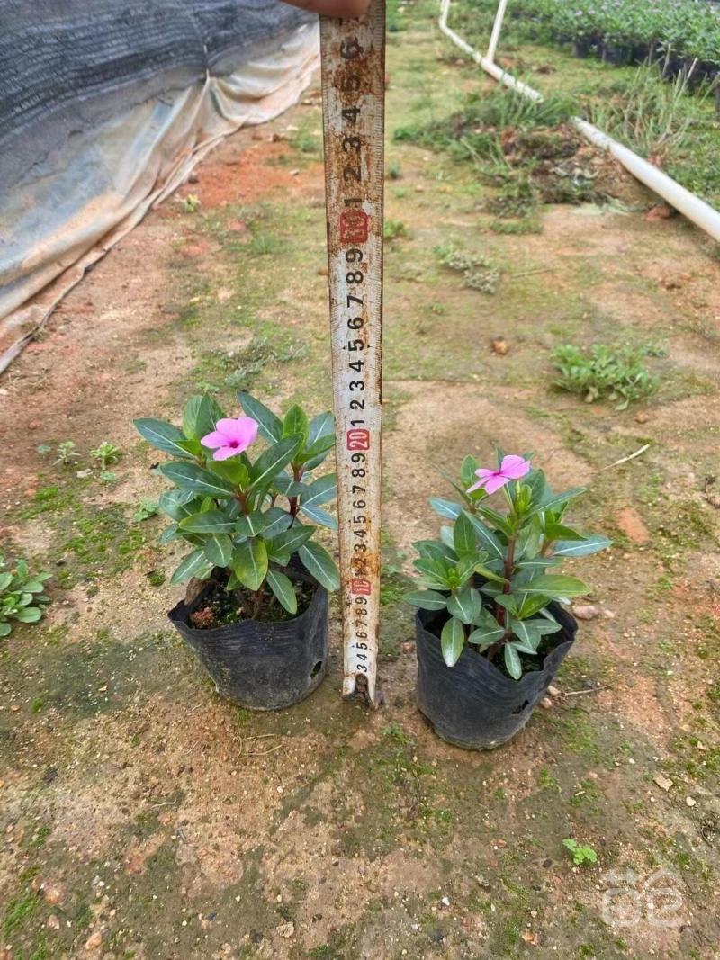 长春花福建漳州长春花日日春基地直销大量供应出售