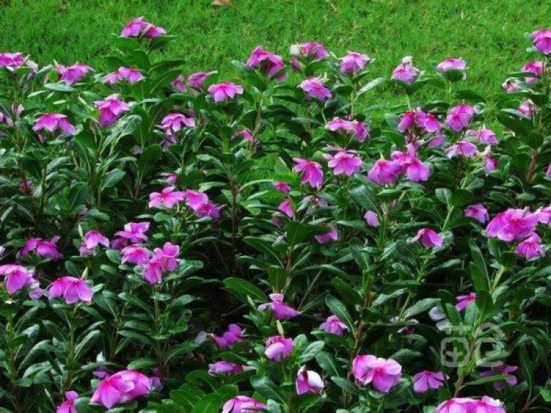 长春花福建漳州长春花日日春基地直销大量供应出售