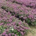 长春花福建漳州长春花日日春基地直销大量供应出售