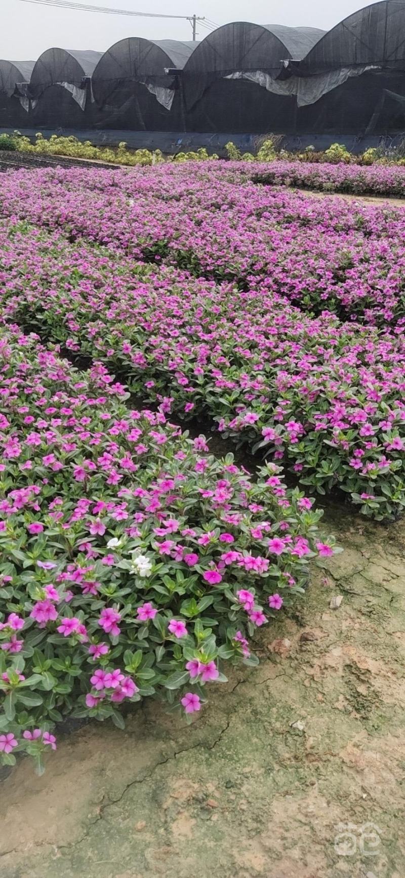 长春花福建漳州长春花日日春基地直销大量供应出售