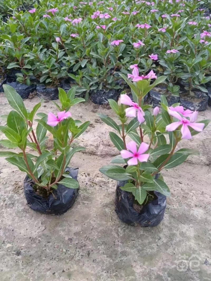 长春花福建漳州长春花日日春基地直销大量供应出售