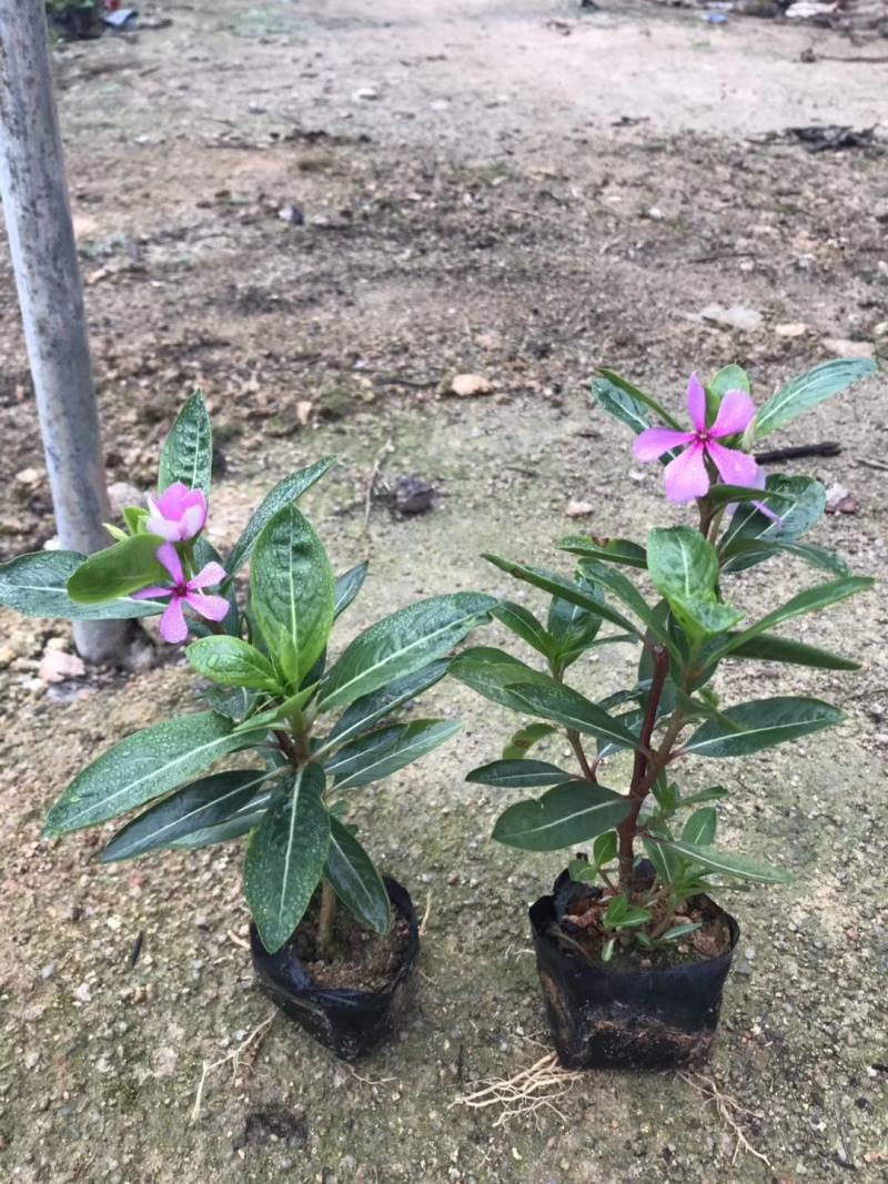 长春花福建漳州长春花日日春基地直销大量供应出售