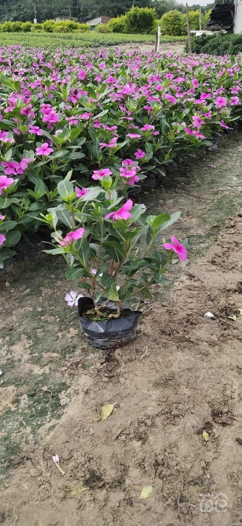 长春花福建漳州长春花日日春基地直销大量供应出售