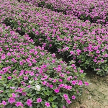 长春花福建漳州长春花日日春基地直销大量供应出售