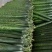 大量供应电商黄瓜，质量货