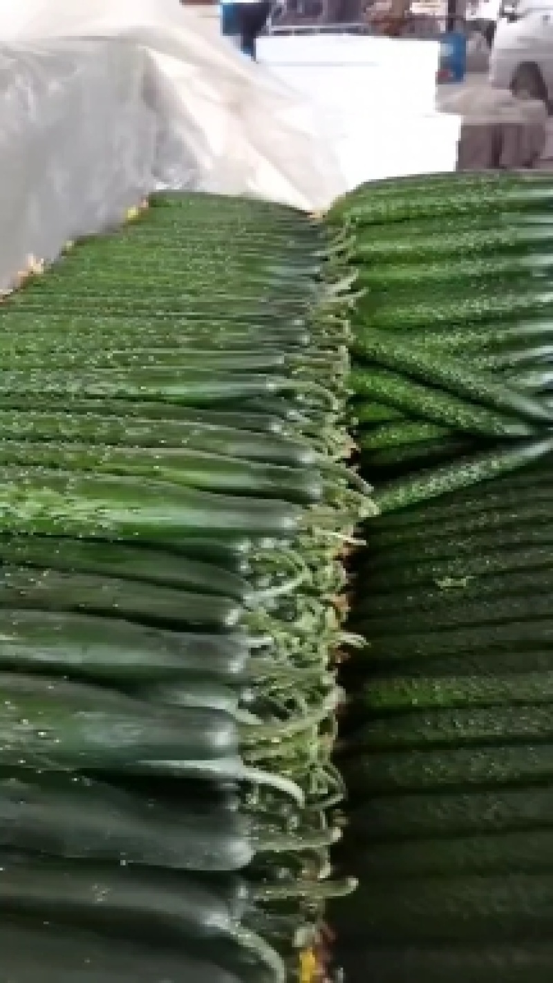 大量供应电商黄瓜，质量货