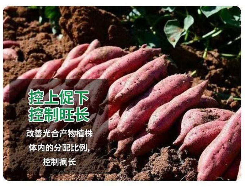 地下根茎膨大王块根块茎拉长膨果叶面肥红薯大姜冲施膨大素