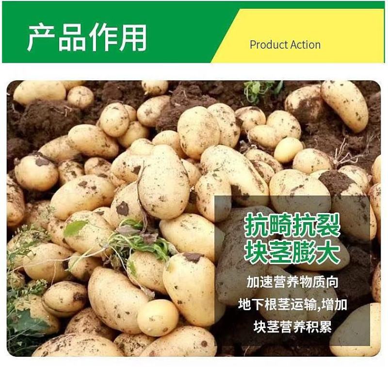地下根茎膨大王块根块茎拉长膨果叶面肥红薯大姜冲施膨大素