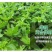 地下根茎膨大王块根块茎拉长膨果叶面肥红薯大姜冲施膨大素
