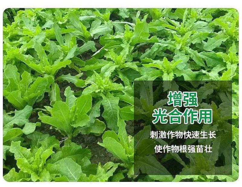 地下根茎膨大王块根块茎拉长膨果叶面肥红薯大姜冲施膨大素