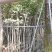 黄花风铃木