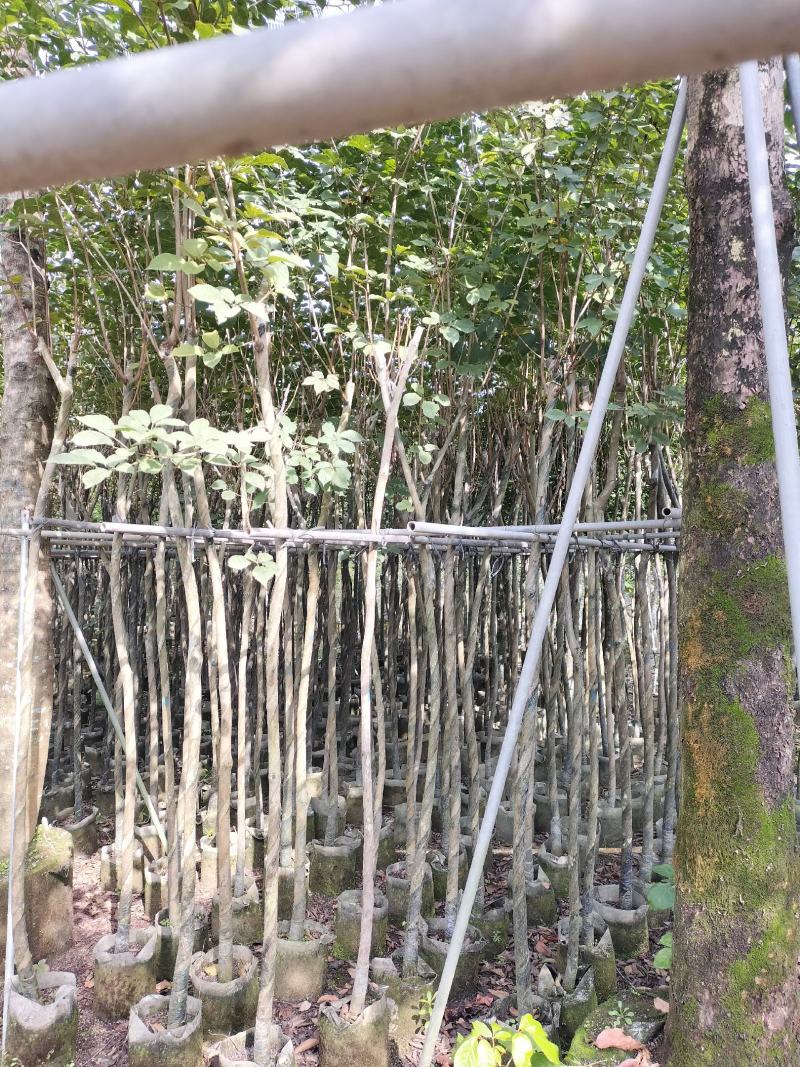 黄花风铃木
