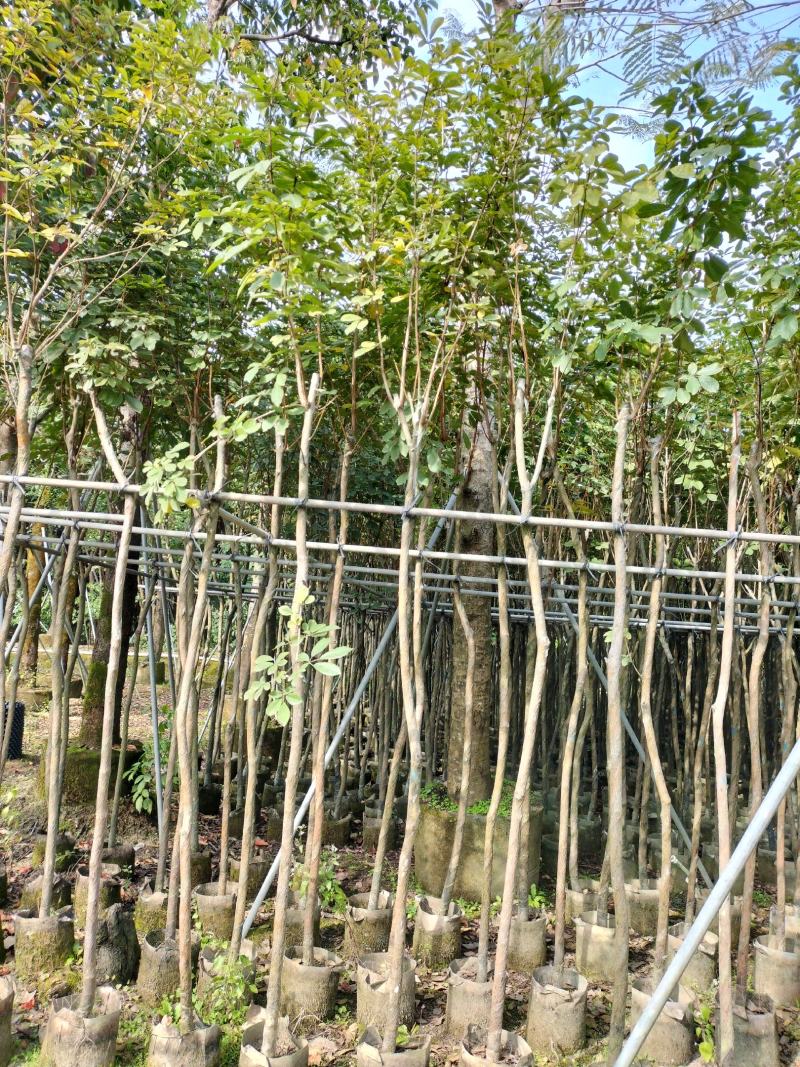 黄花风铃木