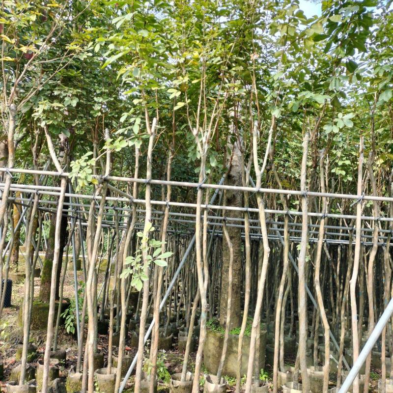黄花风铃木