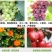 朵倍保高钾高磷氮磷钾平衡肥冲施肥大量元素水溶肥复合肥