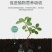 朵倍保高钾高磷氮磷钾平衡肥冲施肥大量元素水溶肥复合肥