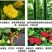 朵倍保高钾高磷氮磷钾平衡肥冲施肥大量元素水溶肥复合肥