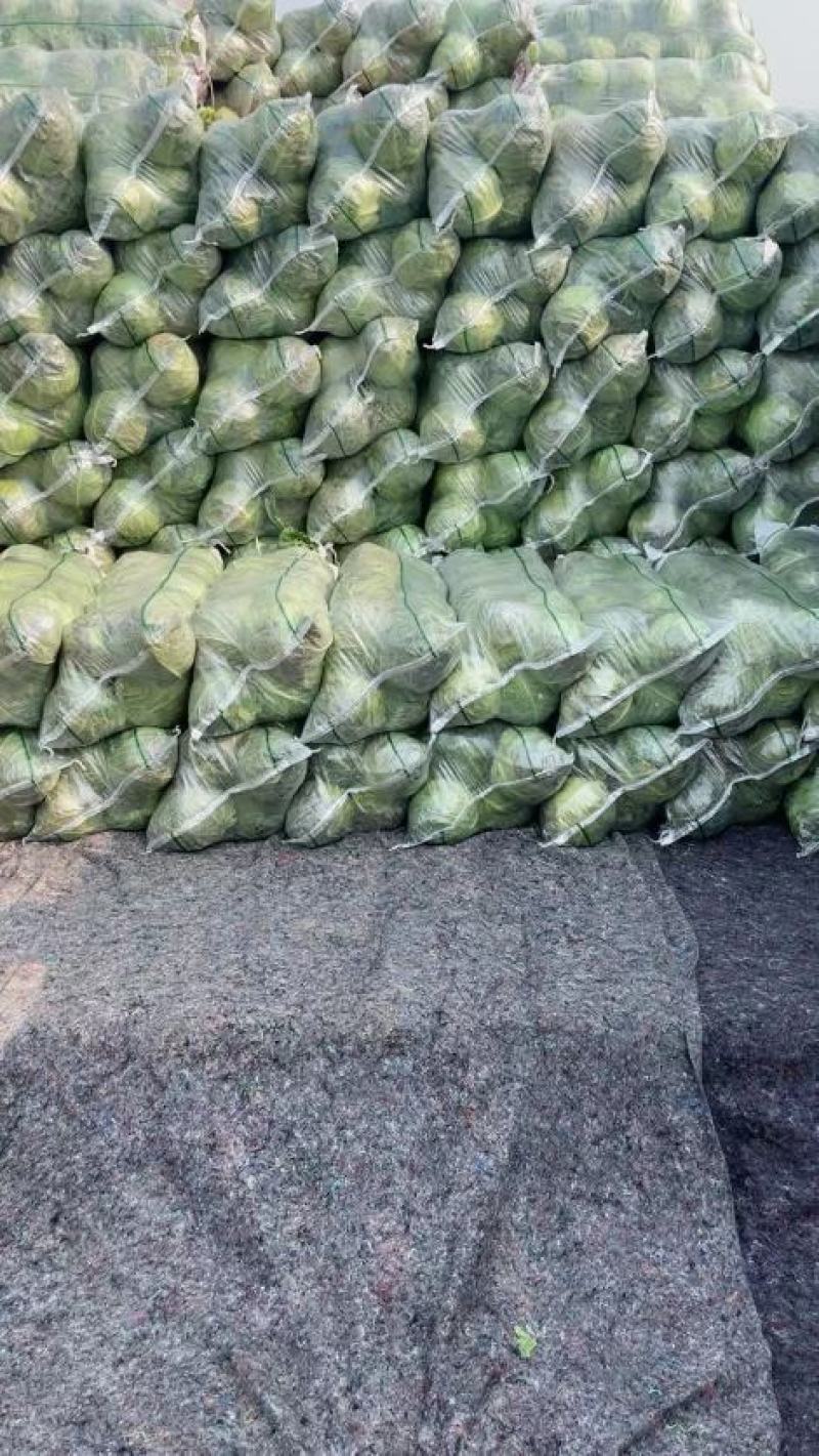 精品甘蓝圆包菜湖北嘉鱼产地直发黄金甲、楚禾、斯特丹圆甘蓝