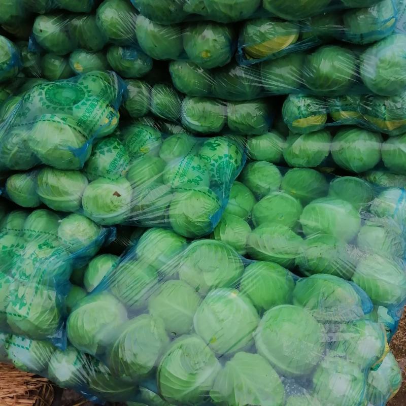 精品甘蓝圆包菜湖北嘉鱼产地直发黄金甲、楚禾、斯特丹圆甘蓝
