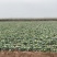精品甘蓝圆包菜湖北嘉鱼产地直发黄金甲、楚禾、斯特丹圆甘蓝