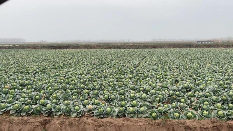 精品甘蓝圆包菜湖北嘉鱼产地直发黄金甲、楚禾、斯特丹圆甘蓝