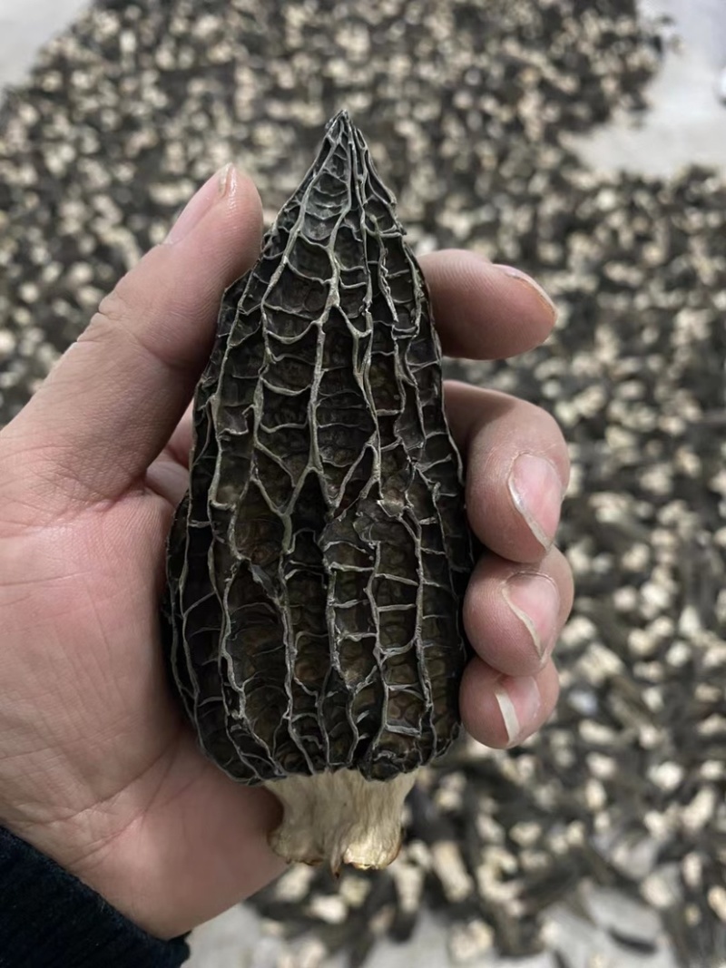 羊肚菌原产地一手采摘混干规格齐全品质保证