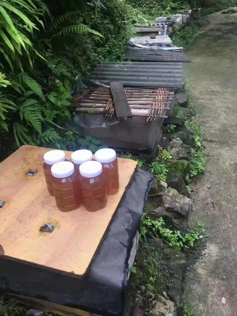 正宗土蜂蜜汉源土蜂蜜大量现货供应价格可谈保质保量