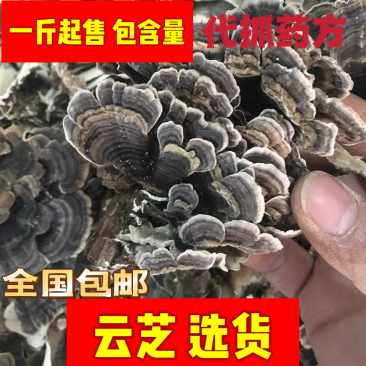 云芝中药材选货包含量全干无硫另按方抓药