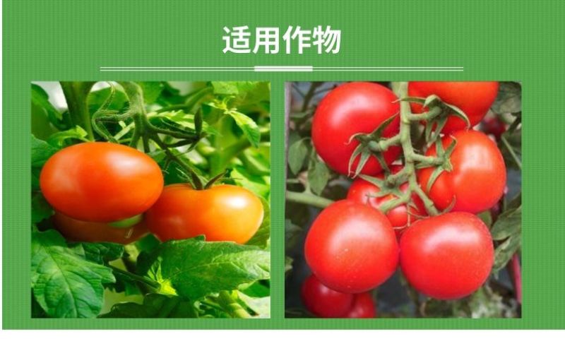 番茄膨大红又亮番茄专用膨大素膨果亮果快速上色叶面肥