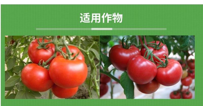 番茄膨大靓果增产肥番茄膨大素着色上色膨果肥冲施肥