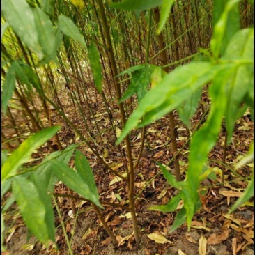 桃树苗