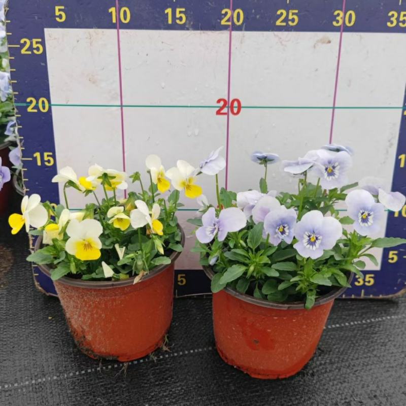 2302基地批发供应角堇盆栽花卉公园花坛绿化