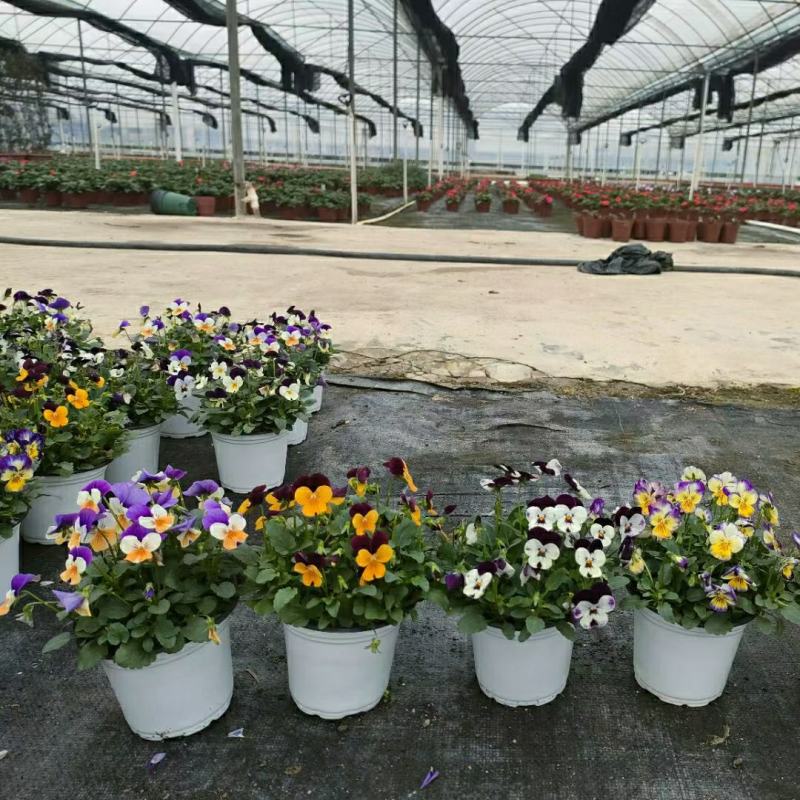 2302基地批发供应角堇盆栽花卉公园花坛绿化