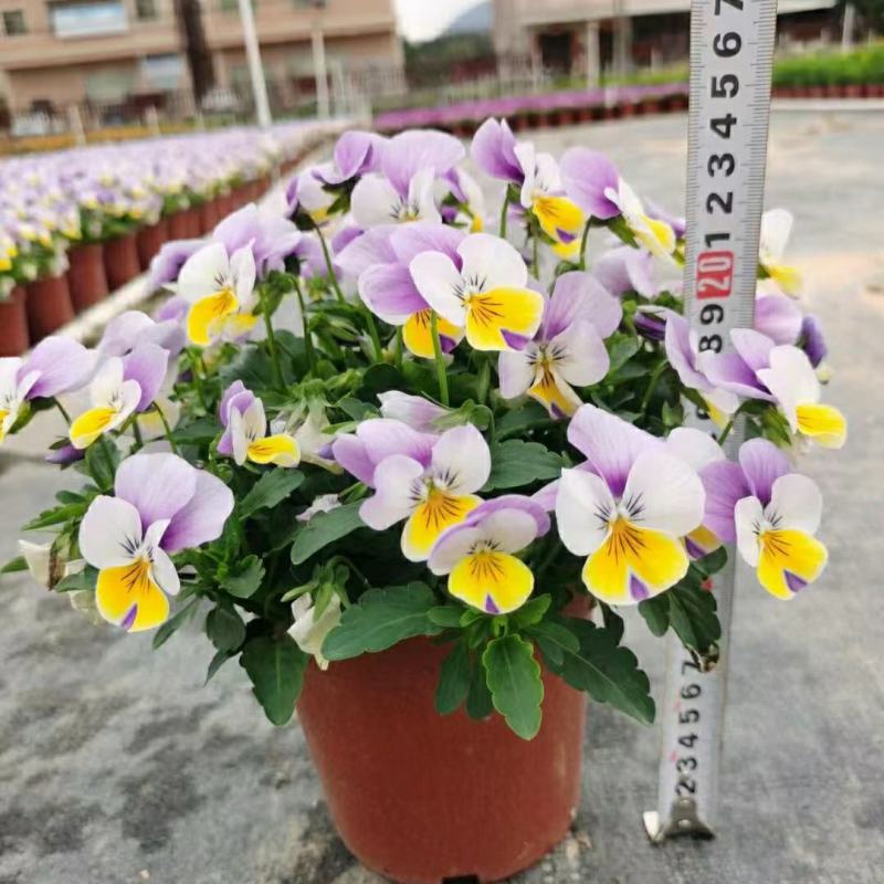 2302基地批发供应角堇盆栽花卉公园花坛绿化