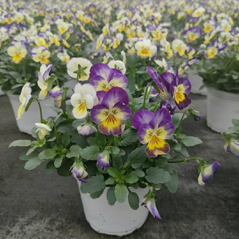 2302基地批发供应角堇盆栽花卉公园花坛绿化