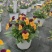 2302基地批发供应角堇盆栽花卉公园花坛绿化