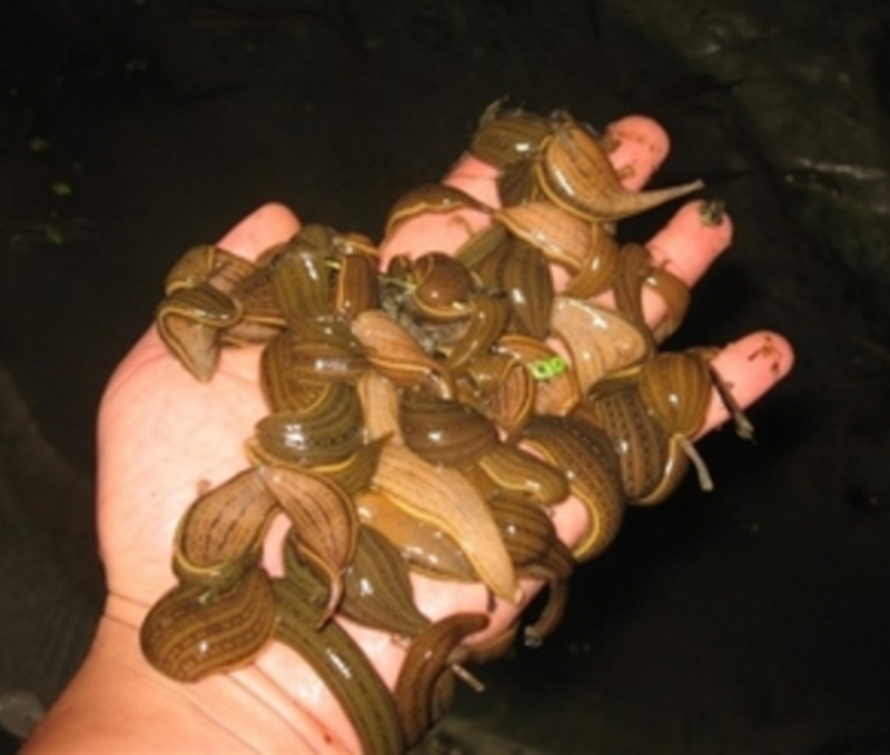 水蛭苗精品卵茧（苏中苏南苗）提供孵化养殖技术