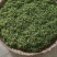 陕西安康富硒绿茶