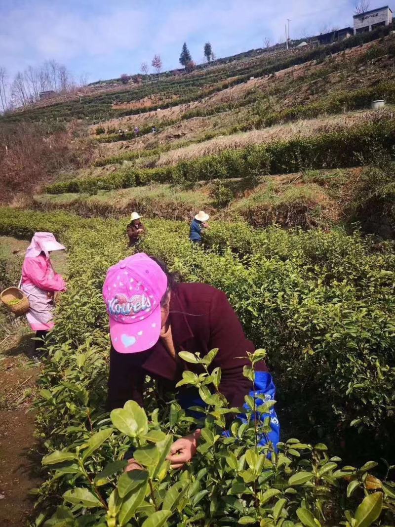 陕西安康富硒绿茶